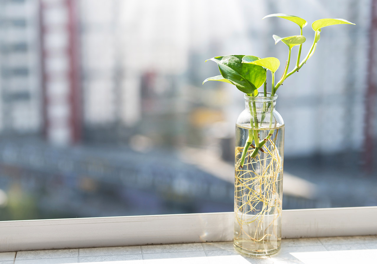 Szklany Flakon na oknie