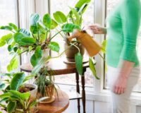 Jak zadbać o kwiaty w domu