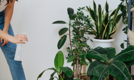 Biofilia_we_wnetrzach_oknoplast